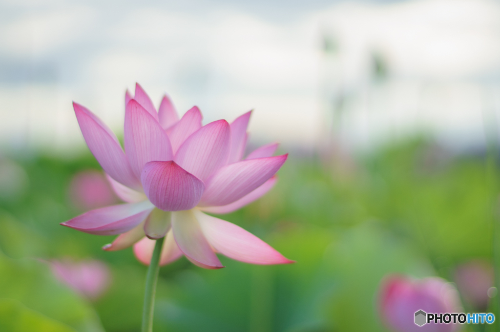 花開く時