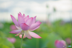 花開く時