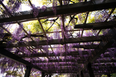 桜の次は藤