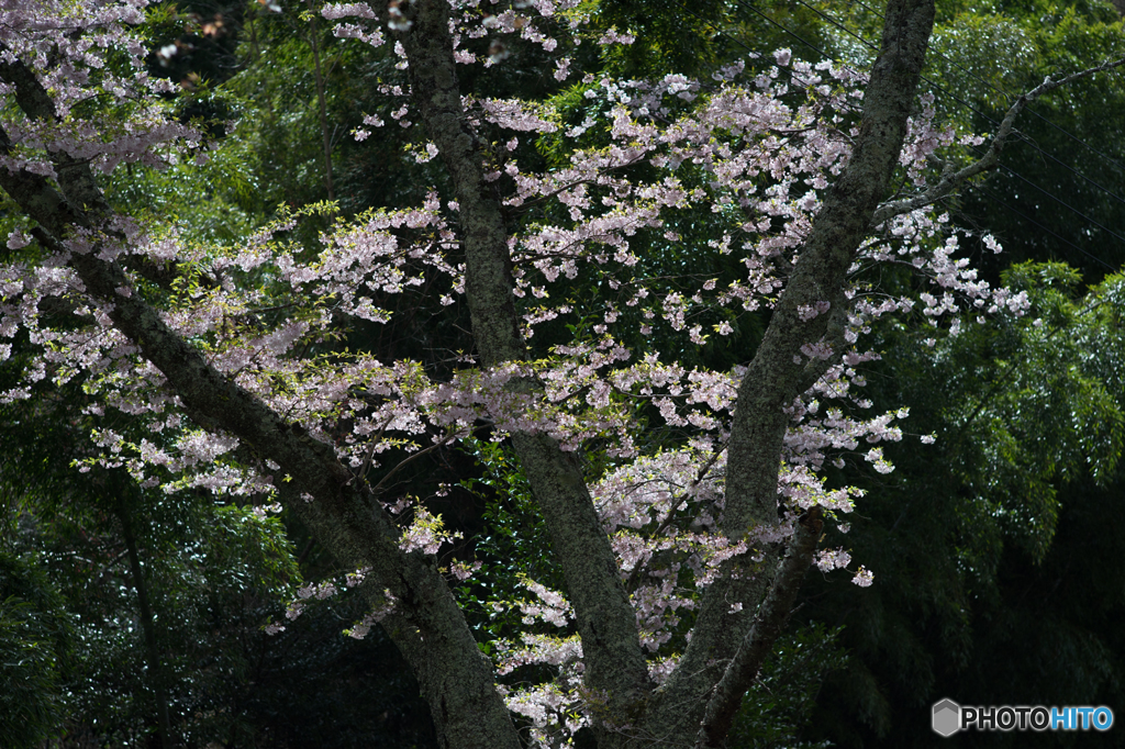 吉野の桜風景<7>
