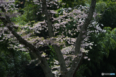 吉野の桜風景<7>