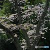 吉野の桜風景<7>