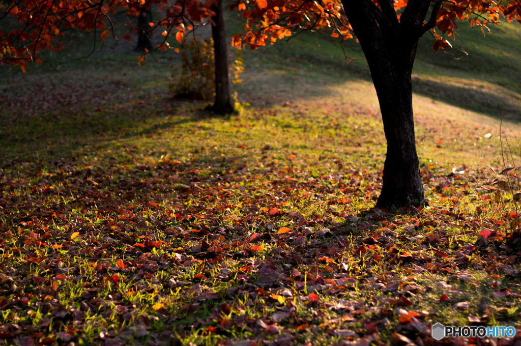 古室山古墳の紅葉<7>