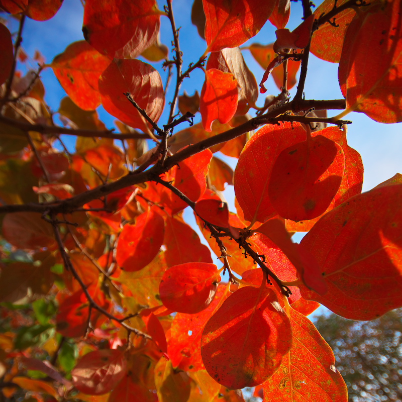 紅いの葉<その6>