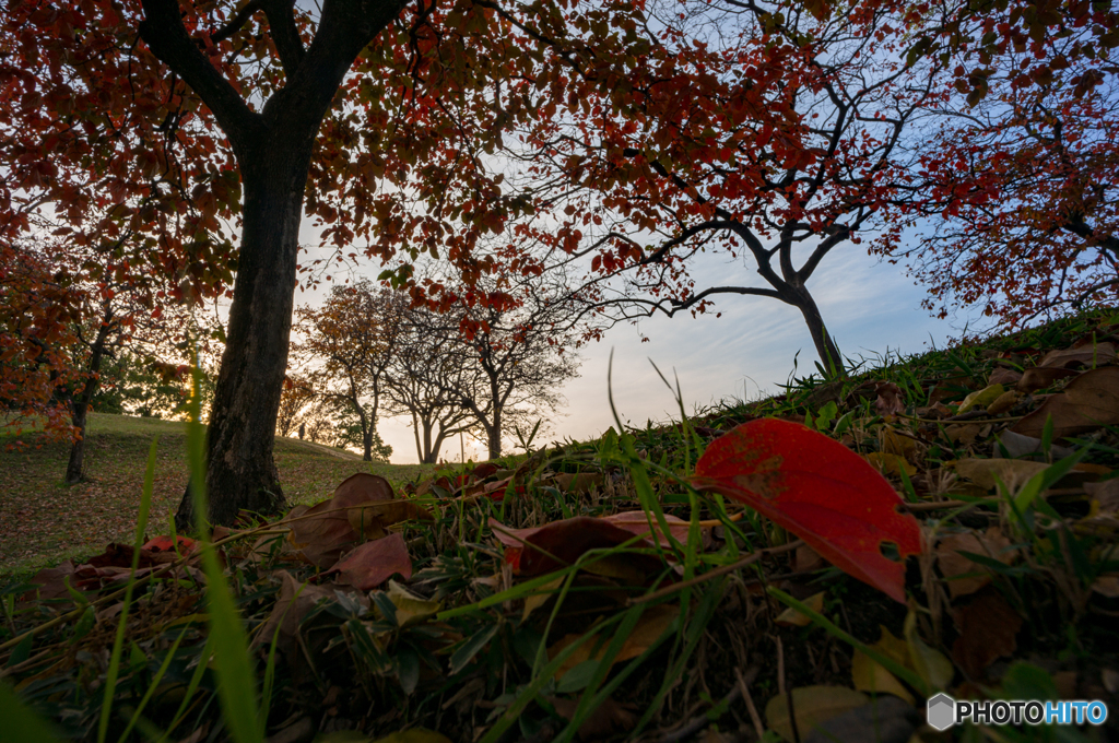 古室山古墳の紅葉<2>