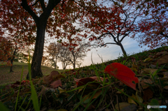 古室山古墳の紅葉<2>