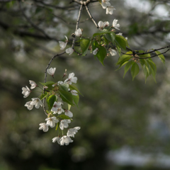 鴨川上流の桜<2>