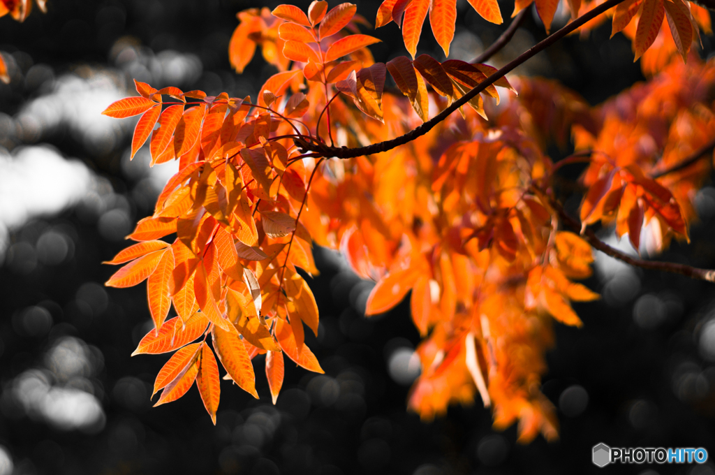 古室山古墳の紅葉<5>