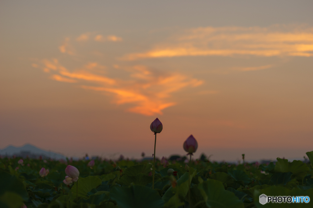夕焼け