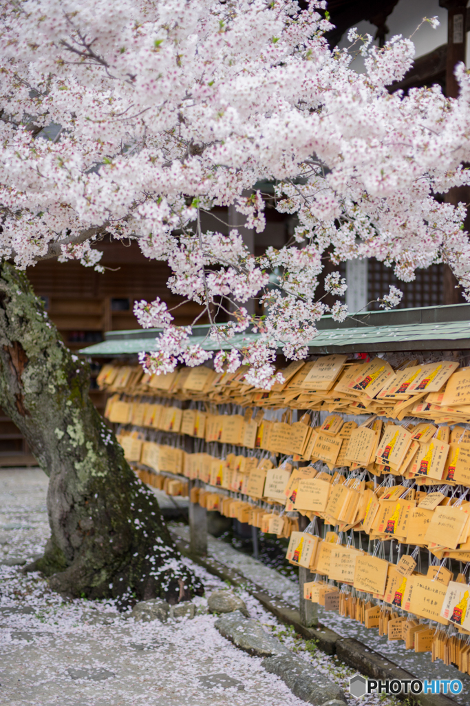 安倍文殊院の桜<6>