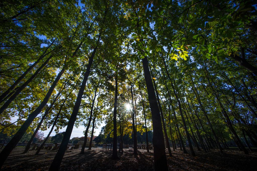 大泉緑地の朝Ⅱ<4>