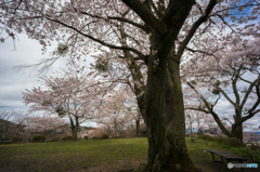 吉野の桜風景<4>
