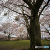 吉野の桜風景<4>