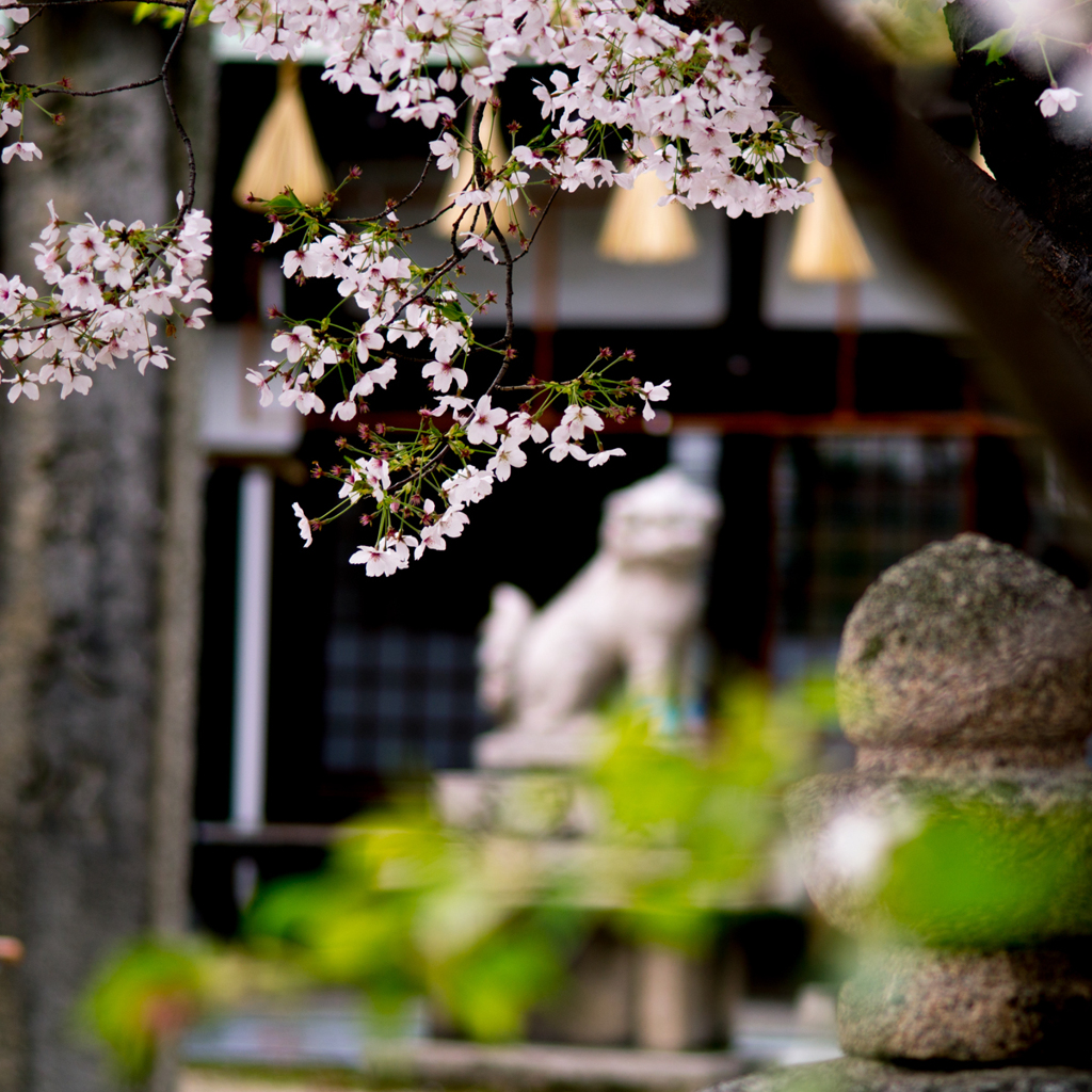 桜<阿麻美神社>