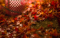 足元の紅葉狩り