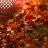 足元の紅葉狩り