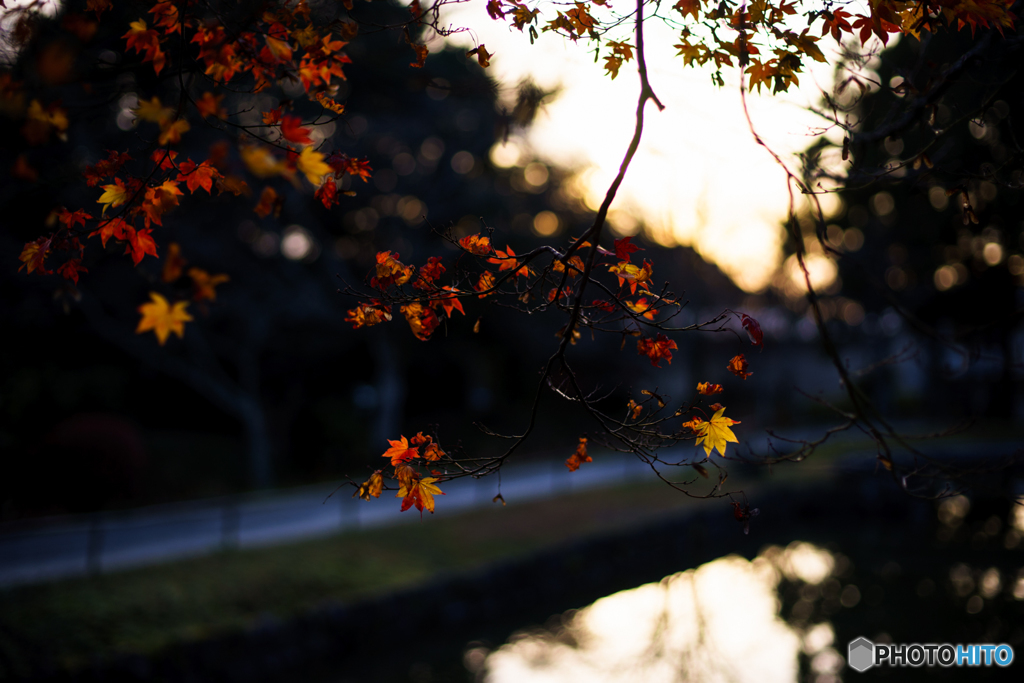 紅葉<玉ボケと>