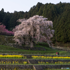 又兵衛桜<8>