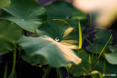 そっと覗いて そっと覗いて