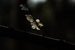 春