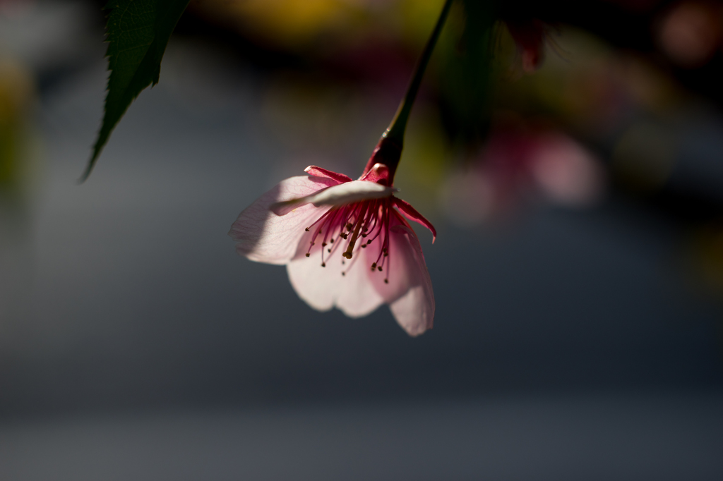 河津桜　一輪