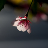 河津桜　一輪