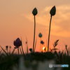ハスと夕日<2>