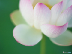 (まどろみ、 (まどろみ、