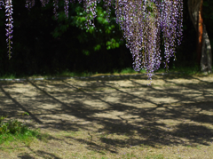 藤公園