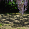 藤公園