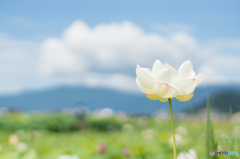 ハス遊び<7> ハス遊び<7>