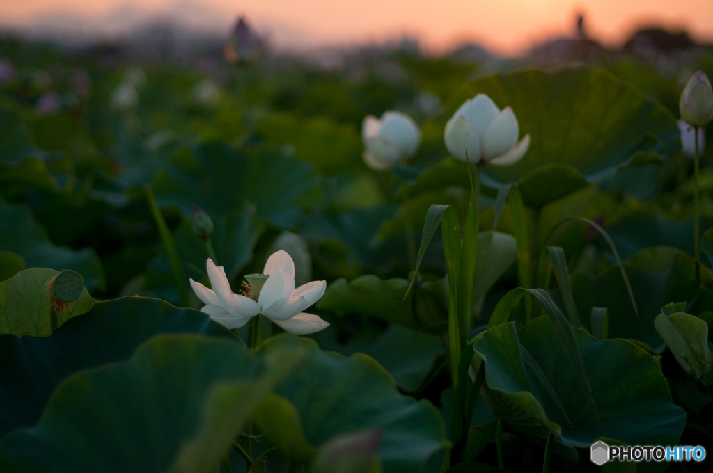 夕日を浴びて