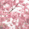 桜・・・春