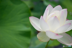 ハス遊び<1> ハス遊び<1>