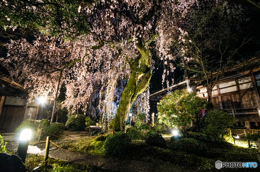 専称寺の枝垂れ桜<7>