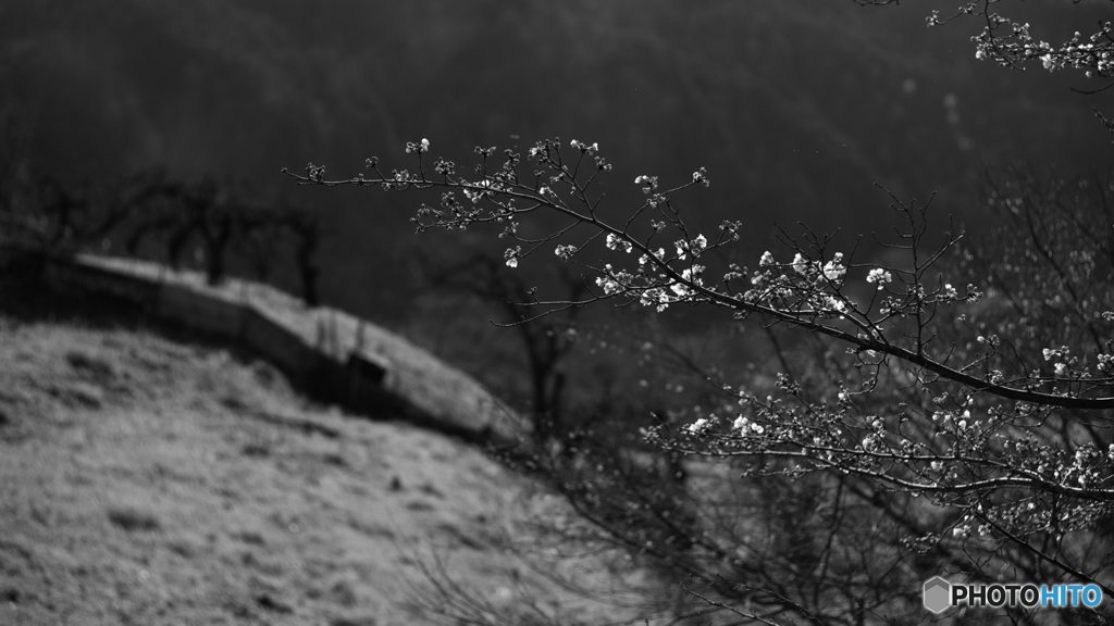 桜<モノクロ>