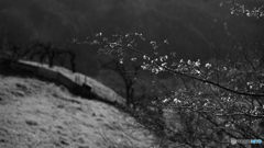 桜<モノクロ>