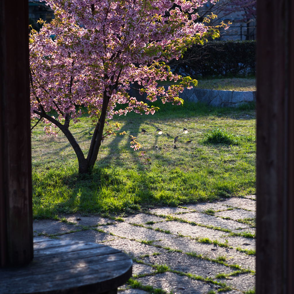 河津桜とすずめ達
