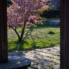 河津桜とすずめ達