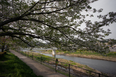 鴨川上流の桜<1>