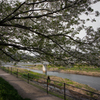 鴨川上流の桜<1>