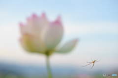 ユウレイグモ ユウレイグモ