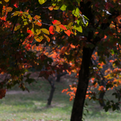 古室山古墳の紅葉<7>