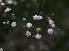 庭に咲く花