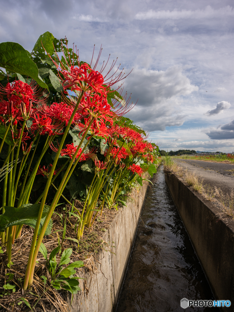 彼岸花通り<縦>