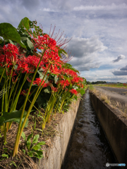彼岸花通り<縦>