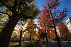 街路樹<その1>