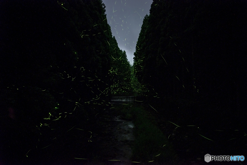 ホタルを探しに<4>