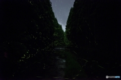 ホタルを探しに<4>