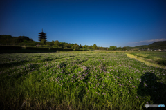 備中国分寺の春<3>